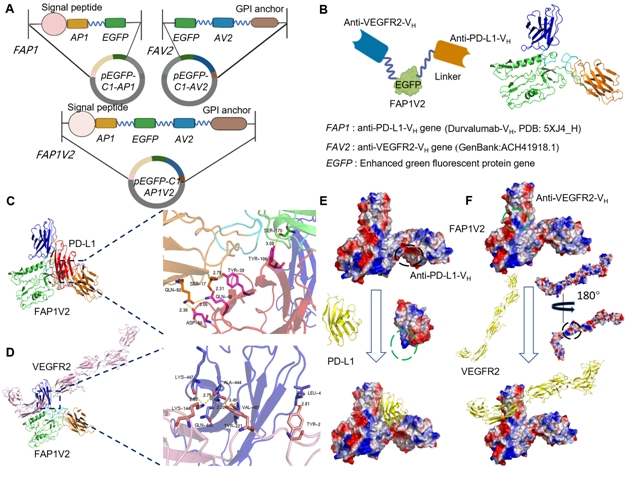 Researchers Design Bispecific Nanobody for Combating Cancer Through Immune Activation and Metastasis Inhibition
